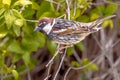 Spanish sparrow in a hedge in a garden on Cyprus Royalty Free Stock Photo