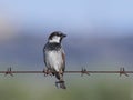 Spanish sparrow Passer hispaniolensis on barbed wire Royalty Free Stock Photo