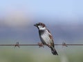 Spanish sparrow Passer hispaniolensis on barbed wire Royalty Free Stock Photo