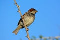 Spanish sparrow, Passer hispaniolensis