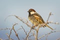 Spanish Sparrow - Passer hispaniolensis