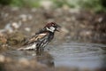 Spanish sparrow, Passer hispaniolensis