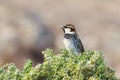 Spanish sparrow (Passer hispaniolensis)