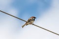 Spanish sparrow Passer hispaniolensis on power cabble Royalty Free Stock Photo