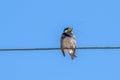 Spanish sparrow Passer hispaniolensis on power cabble Royalty Free Stock Photo