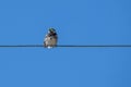 Spanish sparrow Passer hispaniolensis on power cabble Royalty Free Stock Photo