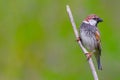 Spanish sparrow