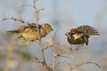 Spanish Sparrow - Passer hispaniolensis