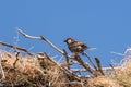 Spanish sparrow Passer hispaniolensis on stork nest Royalty Free Stock Photo