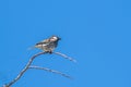 Spanish sparrow Passer hispaniolensis on tree branch Royalty Free Stock Photo