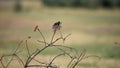 Spanish Sparrow Passer hispaniolensis in the wild