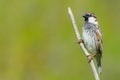 Spanish sparrow,