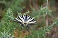 Spanish swallowtail butterfly.