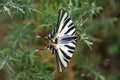 Spanish swallowtail butterfly.