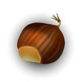 Spanish sweet chestnut. Castanea sativa. Realistic 3d Vector.