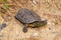 spanish terrapin, Mauremys leprosa Royalty Free Stock Photo