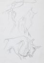 Spanish toreador and bulls, pencil sketch Royalty Free Stock Photo