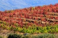 Spanish vineyard, autumn, Sierra de Francia, Spain