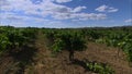 Spanish Vineyard, Codorniu Winery, Penedes, Spain