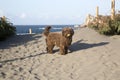 Spanish Water Dog, Barayo Beach, Asturias