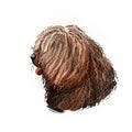 Spanish Water dog breed, purebred animal originated from Spain digital art. Closeup of muzzle, pedigree with long haired coat, fur