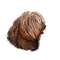 Spanish Water dog breed, purebred animal originated from Spain digital art. Closeup of muzzle, pedigree with long haired coat, fur