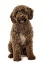 Spanish water dog Royalty Free Stock Photo