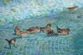 Female wild sparrows having a bird bath in shallow swimming pool water