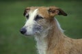 Spanish Wire-Haired Galgo or Spanish Greyhound Royalty Free Stock Photo