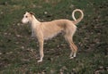 Spanish Wire-Haired Galgo or Spanish Greyhound Royalty Free Stock Photo