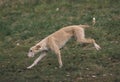 Spanish Wire-Haired Galgo or Spanish Greyhound running Royalty Free Stock Photo