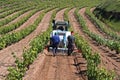 Spanish workers working in vineyard Royalty Free Stock Photo