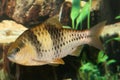 Spanner barb fish