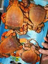 Spanner or Red Frog Crab. Ranina ranina.