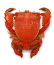 spanner crab, red frog crab Royalty Free Stock Photo
