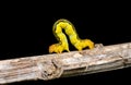 Spanworm (Caterpillar of Geometer) 4