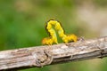 Spanworm (Caterpillar of Geometer) 6