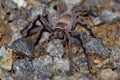 Sparassidae - Neosparassus patellatus - Badge Huntsman Spider. Big spider from Australia and Tasmania Royalty Free Stock Photo