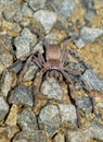 Sparassidae - Neosparassus patellatus - Badge Huntsman Spider. Big spider from Australia and Tasmania Royalty Free Stock Photo