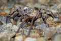 Sparassidae - Neosparassus patellatus - Badge Huntsman Spider. Big spider from Australia and Tasmania Royalty Free Stock Photo