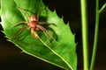 Sparassidae spider Royalty Free Stock Photo