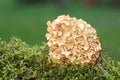 Sparassis Crispa - Cauliflower Fungus Royalty Free Stock Photo