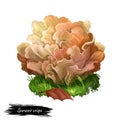 Sparassis crispa or cauliflower fungus, mushroom closeup digital art illustration. Lobes flat and curly, coloured creamy yellow. Royalty Free Stock Photo