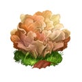 Sparassis crispa or cauliflower fungus, mushroom closeup digital art illustration. Lobes flat and curly, coloured creamy Royalty Free Stock Photo