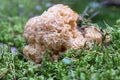 A Sparassis crispa or cauliflower fungus Royalty Free Stock Photo