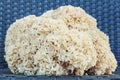 Sparassis Crispa (Cauliflower Mushroom) Royalty Free Stock Photo