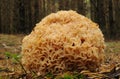 Sparassis crispa fungus. Royalty Free Stock Photo