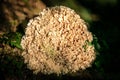 Sparassis crispa grows in the forest, parasitic edible mushroom Royalty Free Stock Photo