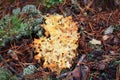 Sparassis crispa sometimes called cauliflower fungus Royalty Free Stock Photo