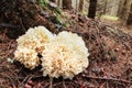 Sparassis crispa sometimes called cauliflower fungus Royalty Free Stock Photo